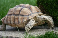 /album/sulcata/nedela-korytnacky-a-psi-011-jpg/